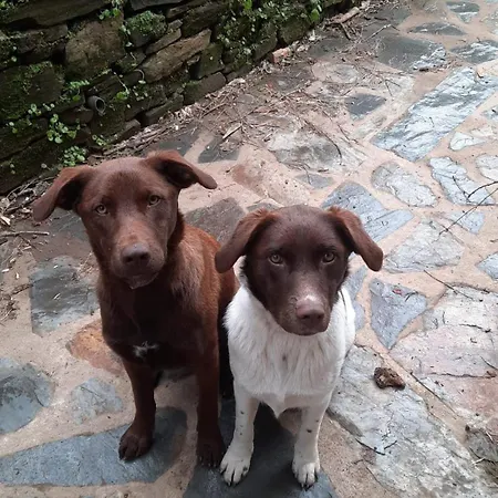 Casa Rio Alva Dom wakacyjny Vila Pouca da Beira